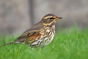 Хөөндэй (Цагаанхөмсөг хөөндэй)